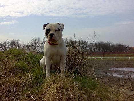 Amerikansk bulldog Lukas R.I.P billede 5