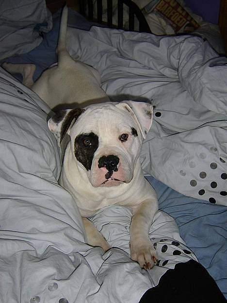 Amerikansk bulldog Lukas R.I.P billede 6