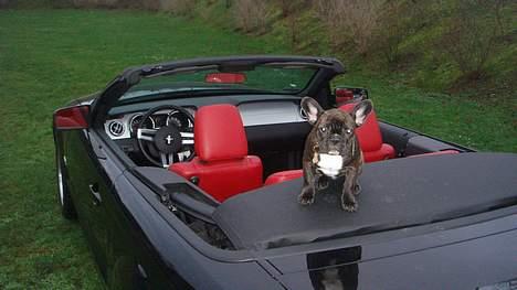 Fransk bulldog Diesel billede 15