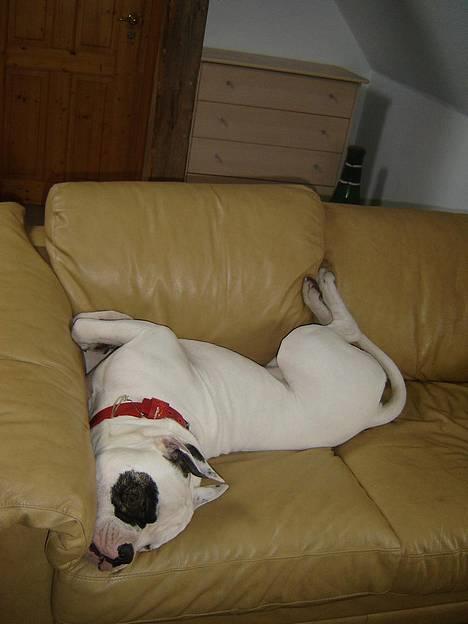 Amerikansk bulldog Lukas R.I.P billede 7