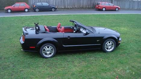 Fransk bulldog Diesel - Wrrrrrrrommmmmm billede 16