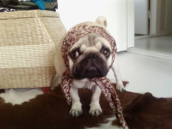 Mops Albert, Næstved - Jeg hader min familie... - De piner mig... billede 8