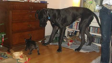 Fransk bulldog Diesel - Min aller bedste veeeen billede 17