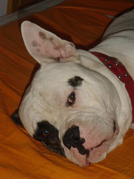 Amerikansk bulldog Lukas R.I.P billede 8