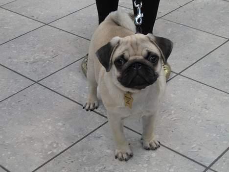 Mops Albert, Næstved - Så fin - Også til udstillingen... billede 9