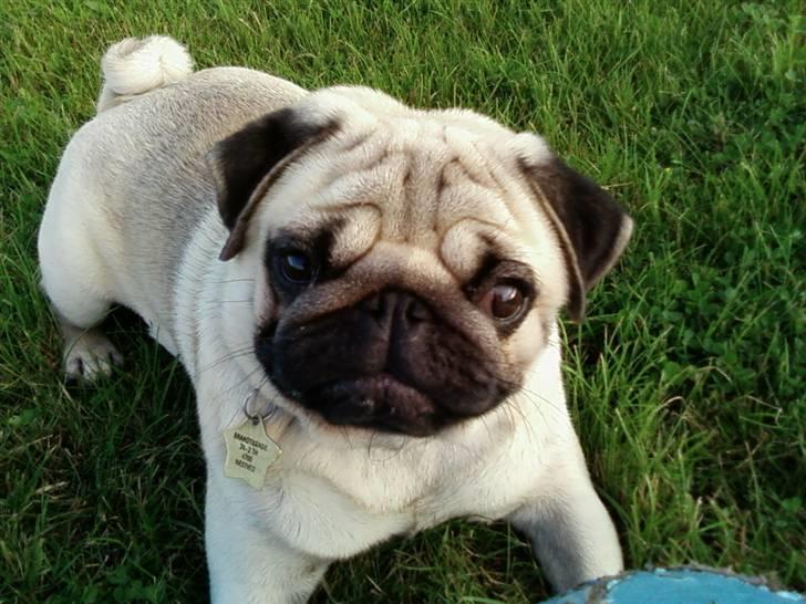 Mops Albert, Næstved - Ung, Smuk og Trendy... billede 10