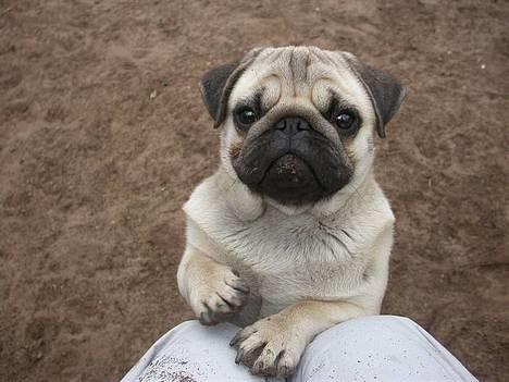 Mops Albert, Næstved - Må jeg ikke nok komme op på skødet?  billede 11