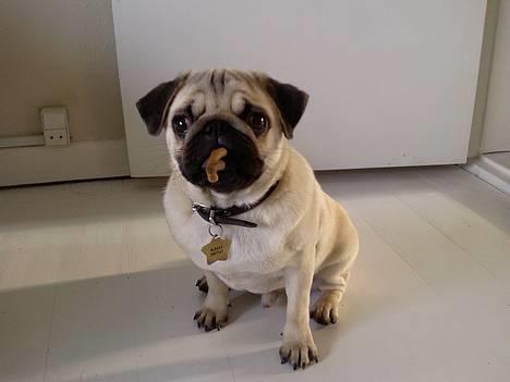 Mops Albert, Næstved - Det en go´ cigar! billede 12