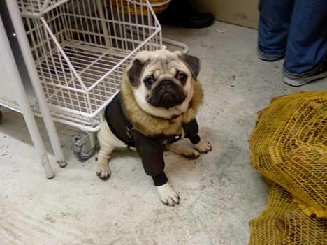 Mops Albert, Næstved - Play on pLaya...! billede 13