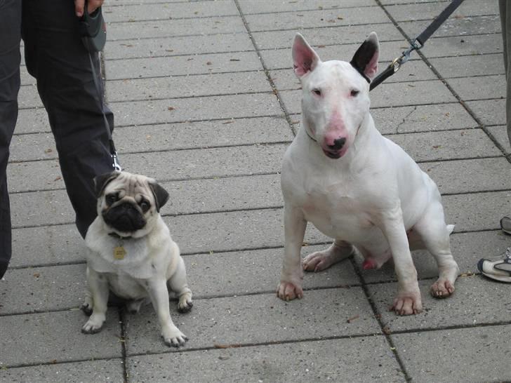 Mops Albert, Næstved - På tur med Monrad... billede 14