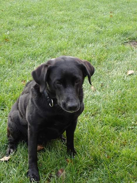 Labrador retriever Sisse - sisse mus billede 7