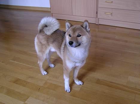 Shiba Dino billede 2