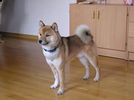 Shiba Dino billede 3