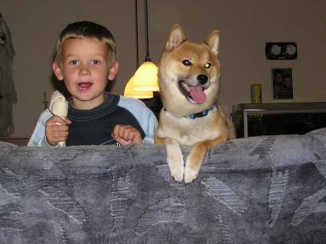 Shiba Dino - Jonas leger hund sammen med Dino billede 4