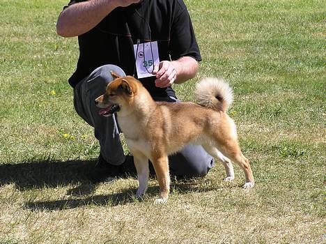 Shiba Dino - Dino til DKK udstilling juni 2006 - 1st. plads i klassen billede 5