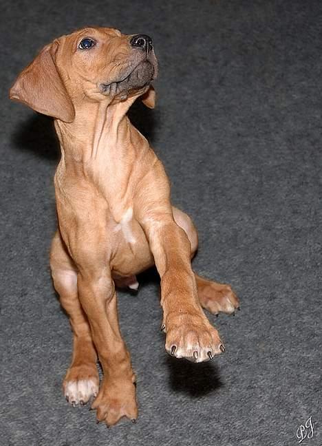 Rhodesian ridgeback ozzy billede 1