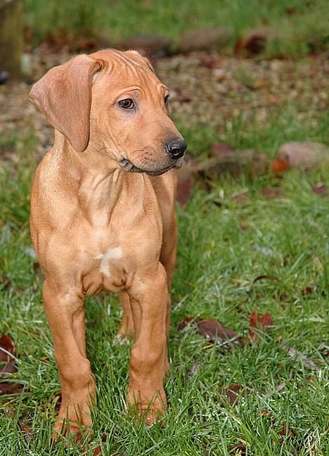 Rhodesian ridgeback ozzy billede 2