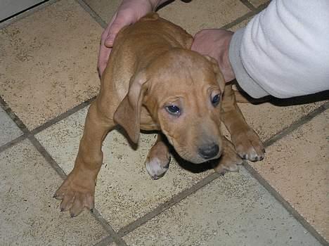 Rhodesian ridgeback ozzy - ozzy 7 uger, det var dengang vi valgte ham! billede 3