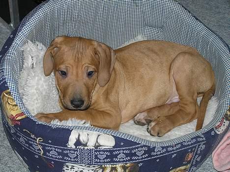 Rhodesian ridgeback ozzy - ozzy 8 uger..  billede 4