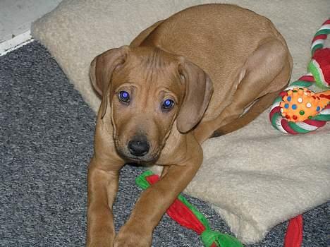 Rhodesian ridgeback ozzy billede 5