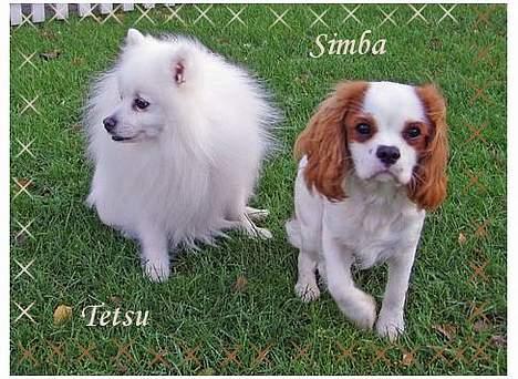 Cavalier king charles spaniel Simba - Mig og min "storebror" Tetsu. billede 12