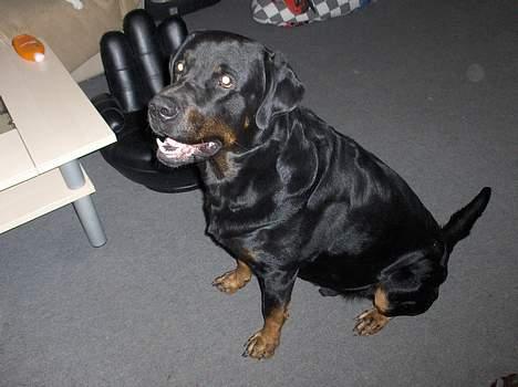 Blanding af racer Jayzon billede 3