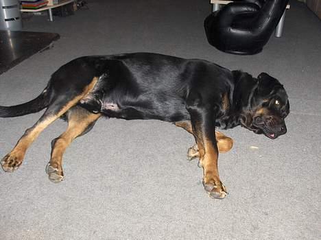 Blanding af racer Jayzon billede 4