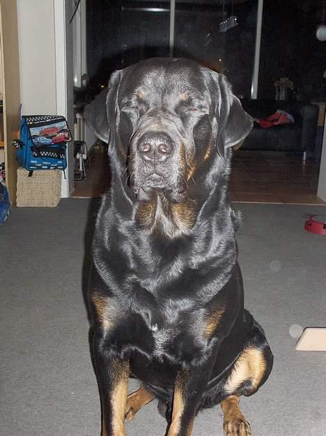 Blanding af racer Jayzon billede 5