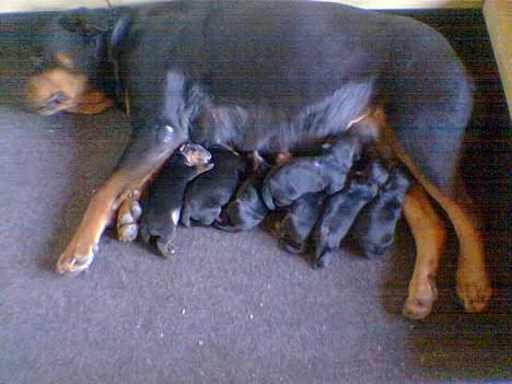 Rottweiler Arzadon jou-jou - Joujou og hvalpe.. E-kuldet fra april 2005 billede 3