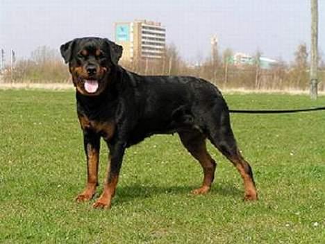 Rottweiler Arzadon jou-jou - ståååå  billede 4