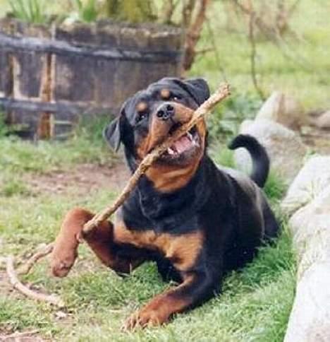 Rottweiler Arzadon jou-jou - uhhh jeg æææælsker denne pind og det er min!! billede 6