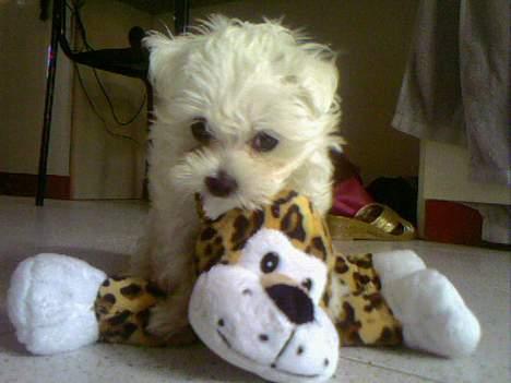 Malteser Francesco Totti - Min første dag hos min nye mor. Er på hotel i Italien hvor jeg stammer fra...:) August 2006 billede 8