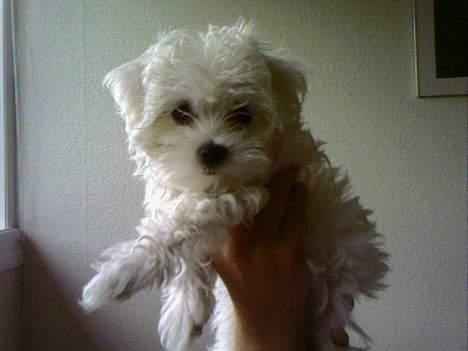 Malteser Francesco Totti - Oktober 2006 billede 9