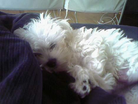 Malteser Francesco Totti - Puha man bliver træt af at lege... September 2006 billede 10