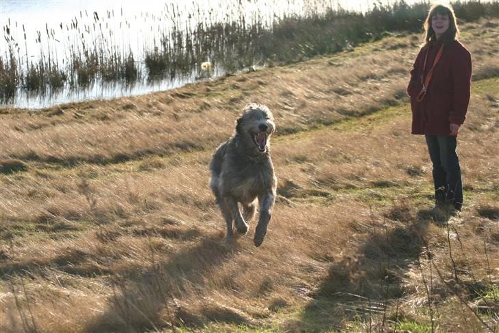 Irsk ulvehund Sirius - Ha ha, et godt ulvegrin... (25 mdr) billede 2