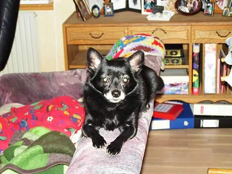 Blanding af racer B´sen RIP 8/10-2010 billede 1