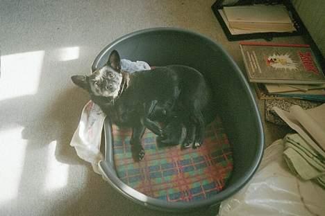 Blanding af racer B´sen RIP 8/10-2010 - B´sen og den ene hvalp der overlevede. Hvalpen hedder Kala billede 2