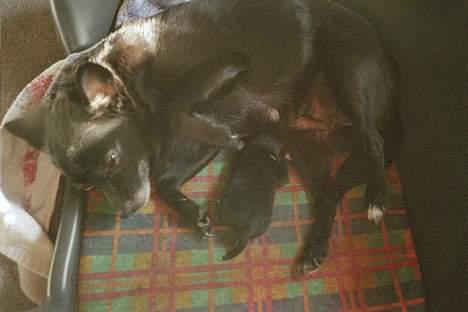 Blanding af racer B´sen RIP 8/10-2010 - B´sen og Kala billede 3