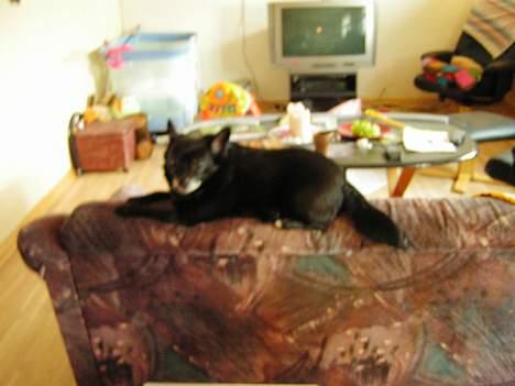 Blanding af racer B´sen RIP 8/10-2010 billede 4