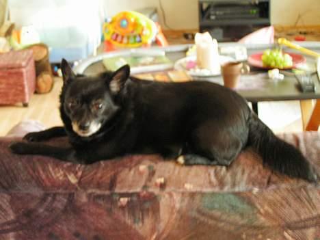 Blanding af racer B´sen RIP 8/10-2010 billede 5