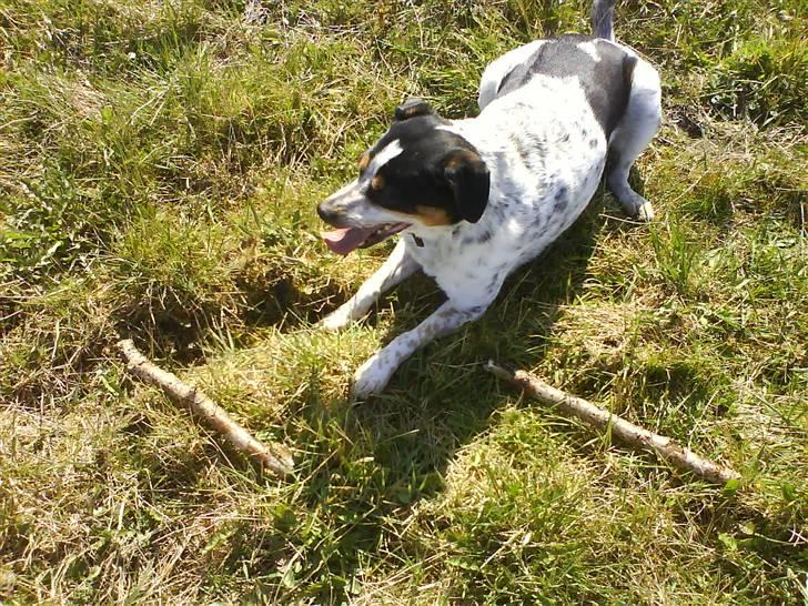 Dansk svensk gaardhund Lucky billede 12
