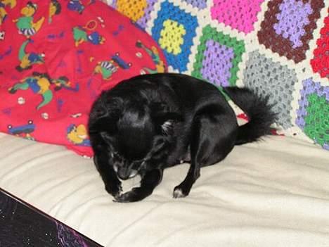 Blanding af racer B´sen RIP 8/10-2010 billede 7