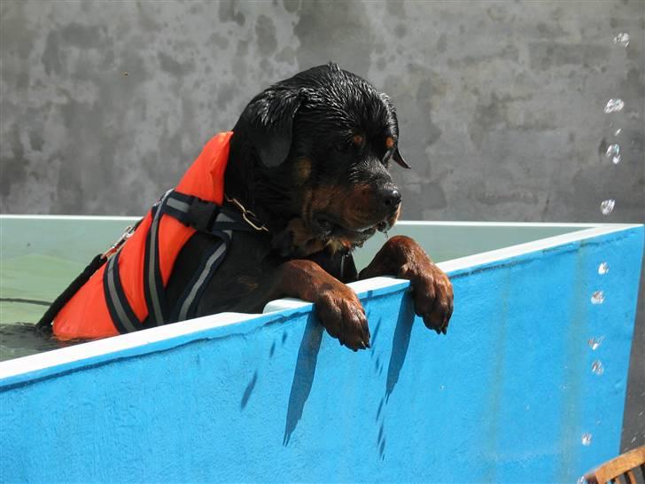 Rottweiler Onex vom Hause Anin R.I.P - hmmm han er god til at snuse dybt !! billede 1