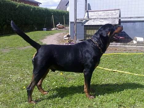 Rottweiler Onex vom Hause Anin R.I.P - et lille still billede fra i sommers billede 2
