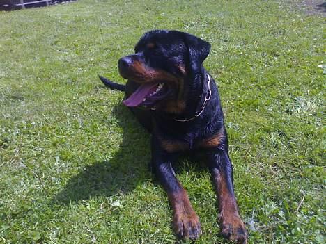 Rottweiler Onex vom Hause Anin R.I.P - afslapning i godt vejr billede 3
