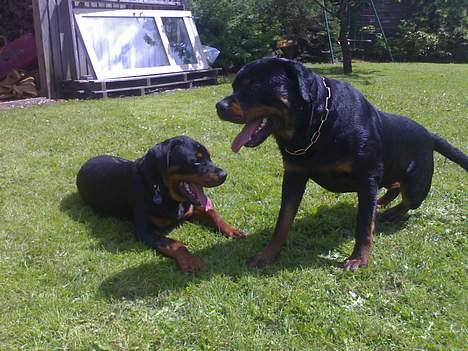 Rottweiler Onex vom Hause Anin R.I.P - Far og søn.. Kato fra F-kuldet.. en ups-parring, desværre kunne kuldet ikke få stambog, da Onex havde HD- D billede 4