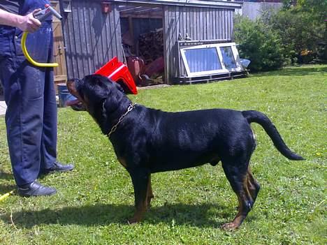 Rottweiler Onex vom Hause Anin R.I.P - og lige et standbillede igen billede 5