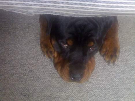 Rottweiler Onex vom Hause Anin R.I.P - ok hvor dumt er det lige at kravle under sengen og så ikke kunne komme ud igen, fordi man er for stor!!! billede 7