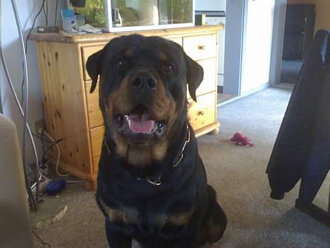 Rottweiler Onex vom Hause Anin R.I.P - onex 1 år.. note hans ynglingslegetøj en teletubbies bamse i lyserød ligger bag ham !!! billede 8