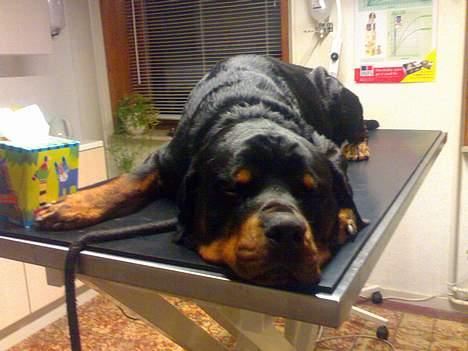 Rottweiler Onex vom Hause Anin R.I.P - det sidste øjeblik inden en meget lang søvn.. hvil i fred kære dreng billede 9